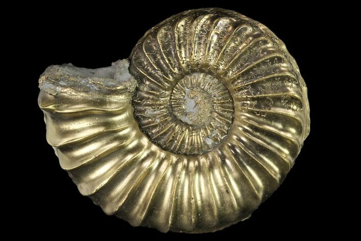 1.8" Pyritized (Pleuroceras) Ammonite Fossil - Germany